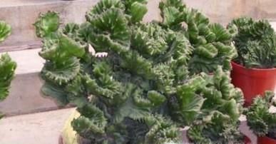 玉麒麟的养殖方法和注意事项