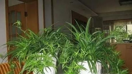 怎样让吊兰爆盆
