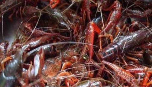 吃小龙虾有哪些注意事项？哪些人群不能吃小龙虾