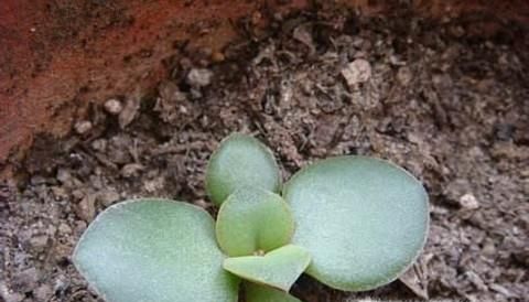 金钱树叶扦插方法