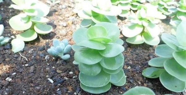 金钱树叶扦插方法