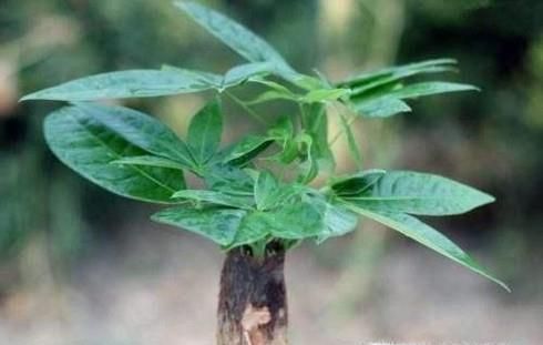 金钱树叶扦插方法