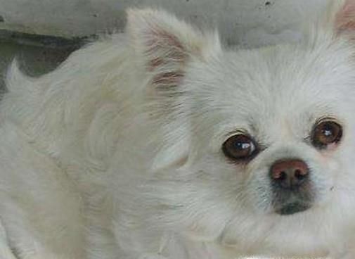 如何让狗狗长胖？