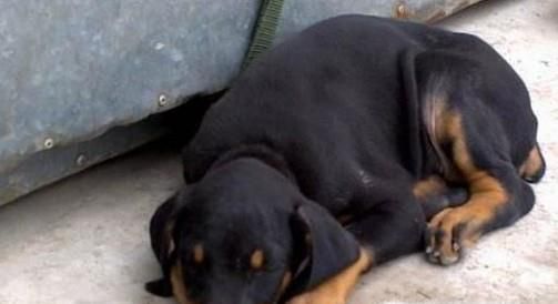 如何让狗狗长胖？