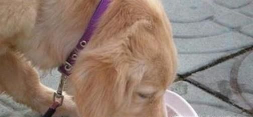 如何让狗狗长胖？