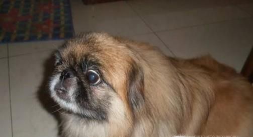 如何让狗狗长胖？