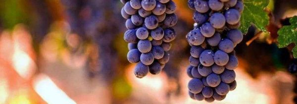 葡萄一天吃多少为宜