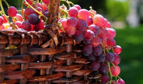 葡萄一天吃多少为宜