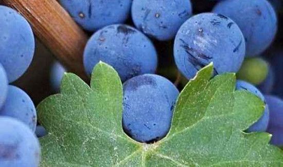 葡萄一天吃多少为宜