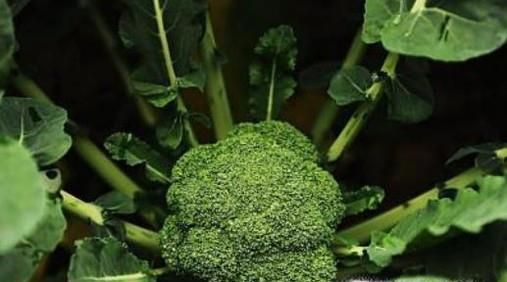 强碱性食物有哪些