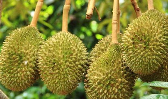 榴莲的臭味有毒吗