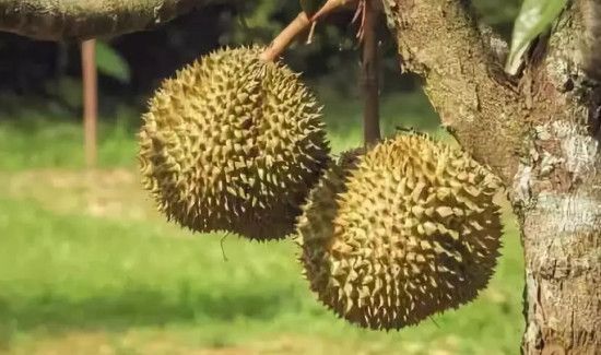 榴莲的臭味来自哪里