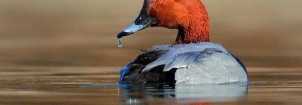 红头鸭的营养价值和吃的禁忌