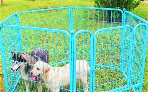 狗狗不愿意进笼子怎么办 不愿意待在笼子怎么办