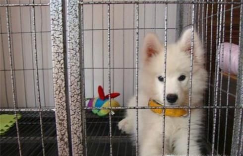 狗狗不愿意进笼子怎么办 不愿意待在笼子怎么办