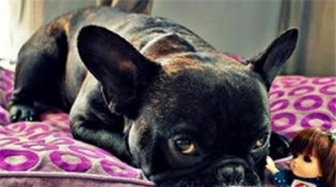 狗狗不愿意进笼子怎么办 不愿意待在笼子怎么办