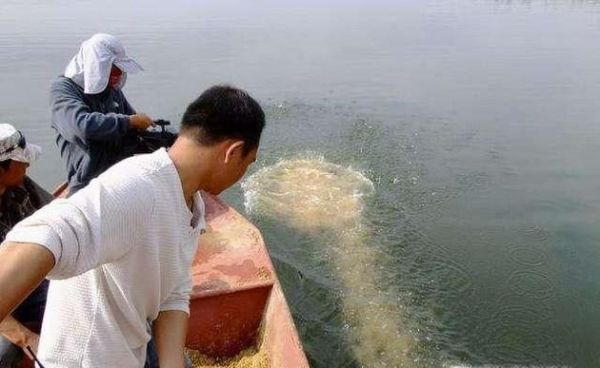 新手钓鱼怎么打窝子？打窝很有必要吗