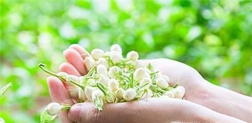 喝茉莉花茶有什么好处
