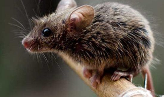 死老鼠的臭味有毒吗