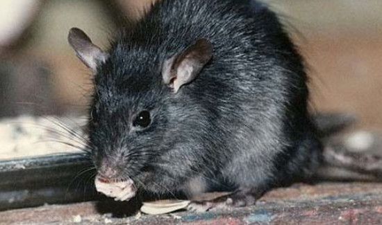 死老鼠的臭味有毒吗