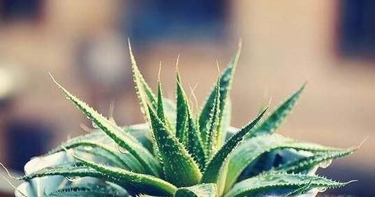 消除新皮沙发的异味