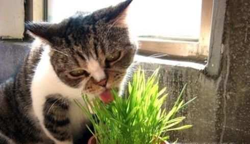 猫咪拉肚腹泻怎么办？