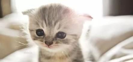 猫咪拉肚腹泻怎么办？