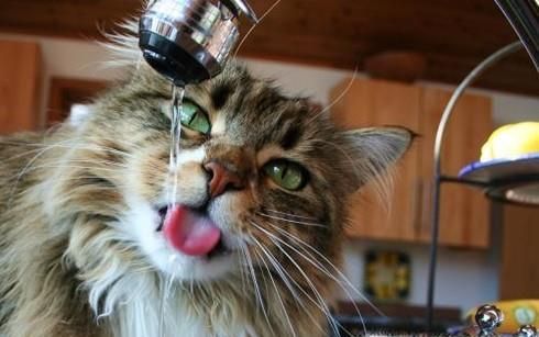 猫咪拉肚腹泻怎么办？