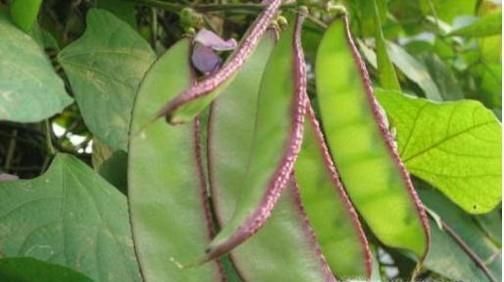 怎么挑选不同品种的嫩豆角？挑选豆角的窍门