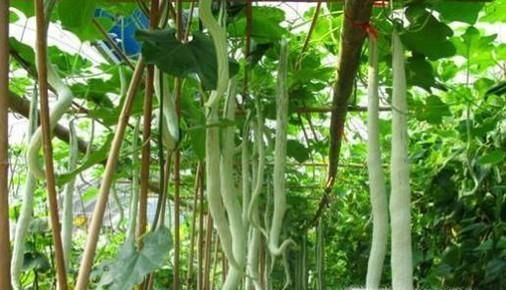 怎么挑选不同品种的嫩豆角？挑选豆角的窍门