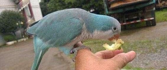 蓝和尚鹦鹉如何饲养