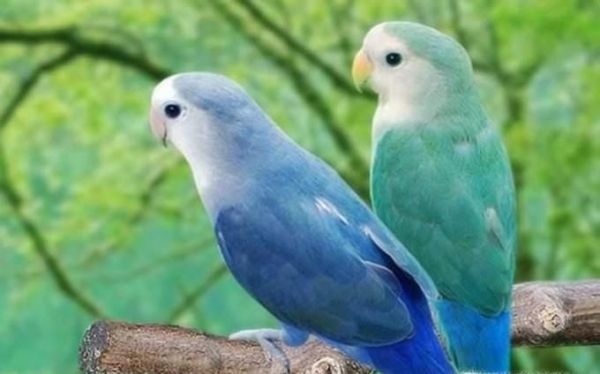 蓝和尚鹦鹉如何饲养