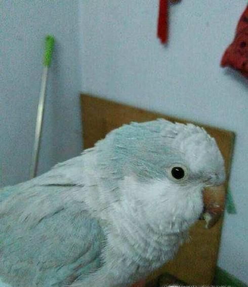 蓝和尚鹦鹉如何饲养