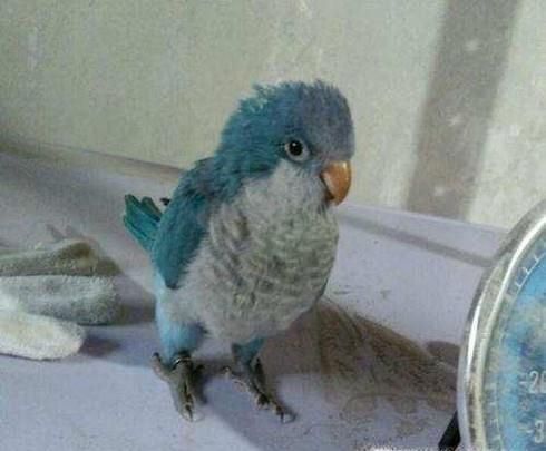 蓝和尚鹦鹉如何饲养