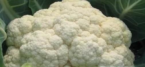 吃花的蔬菜有哪些