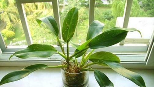 哪些植物可以去除室内甲醛？