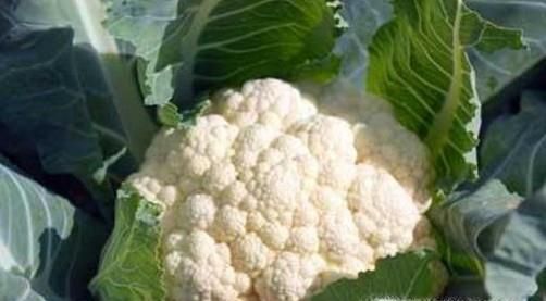 吃花的蔬菜有哪些