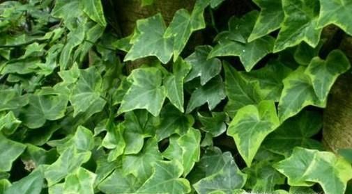 哪些植物可以去除室内甲醛？