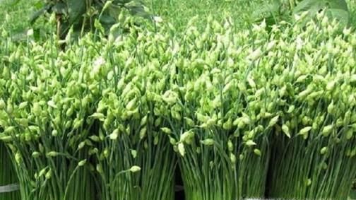 吃花的蔬菜有哪些