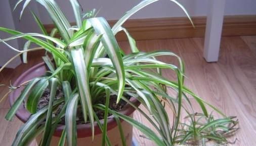 哪些植物可以去除室内甲醛？