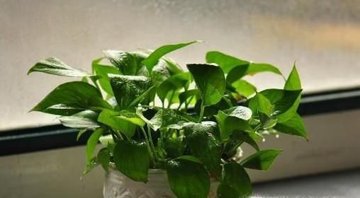 哪些植物可以去除室内甲醛？