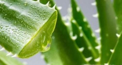 哪些植物可以去除室内甲醛？