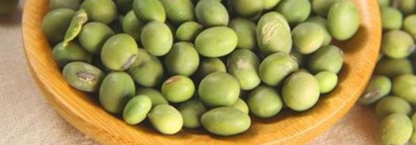 青皮豆是黄豆吗