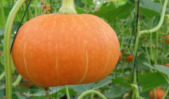 荔枝不能和什么一起吃