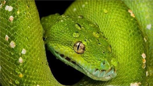 夏季如何防止被蛇咬？被蛇咬伤后如何紧急处理？