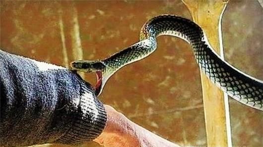 夏季如何防止被蛇咬？被蛇咬伤后如何紧急处理？