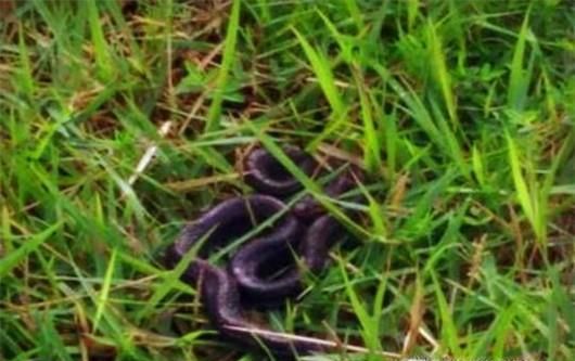 夏季如何防止被蛇咬？被蛇咬伤后如何紧急处理？