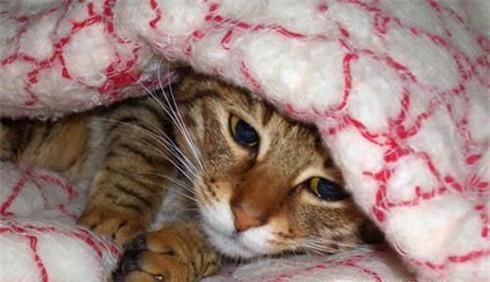 三个方法训练猫咪不跳上床