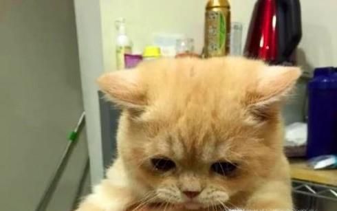 三个方法训练猫咪不跳上床