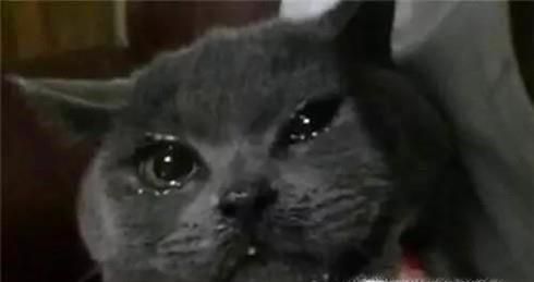 三个方法训练猫咪不跳上床